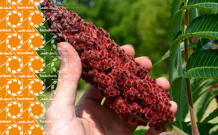 ترکیب سماق و ماست