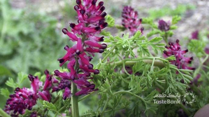 خواص آویشن بانک طعم