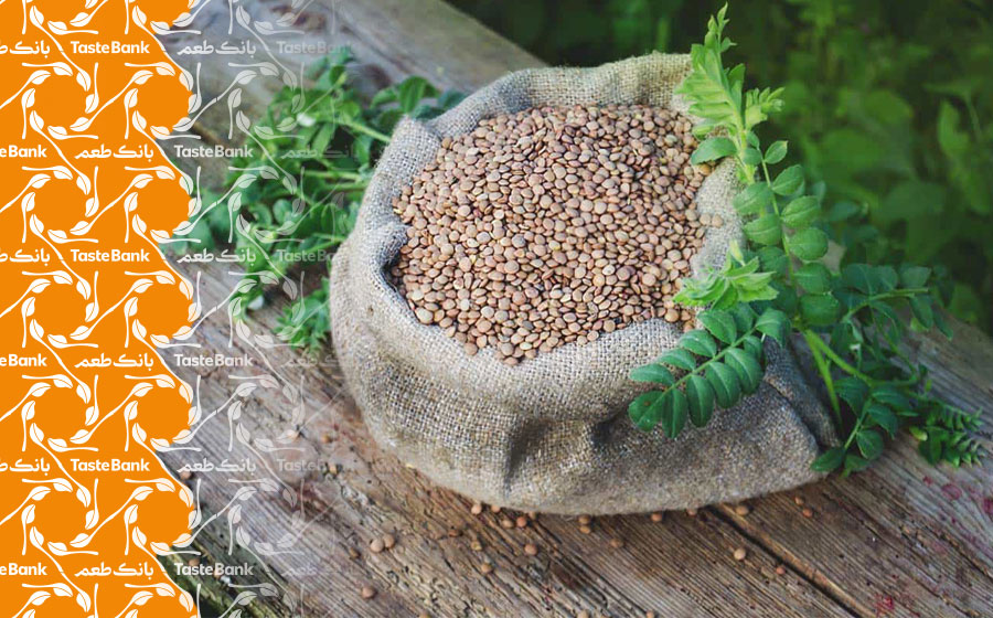 خواص عدس سبز و عدس قرمز