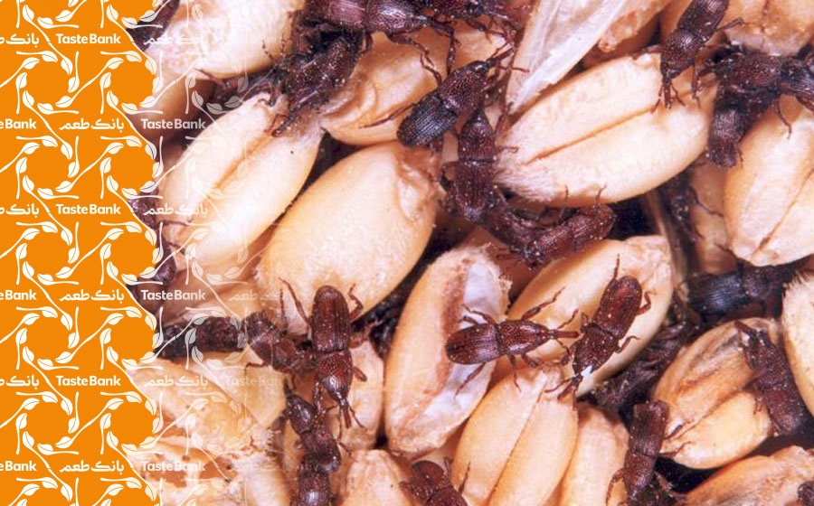 حوبات و حشره