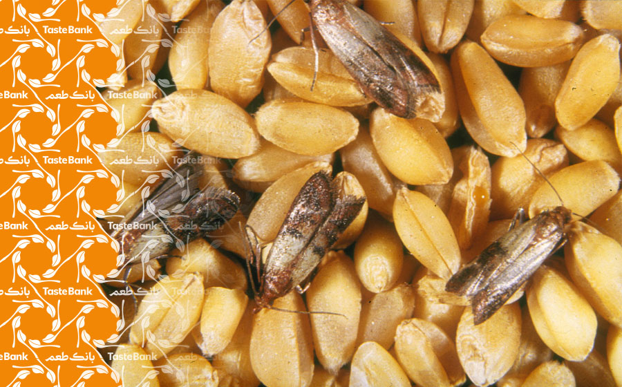 حشرات موجود در حبوبات