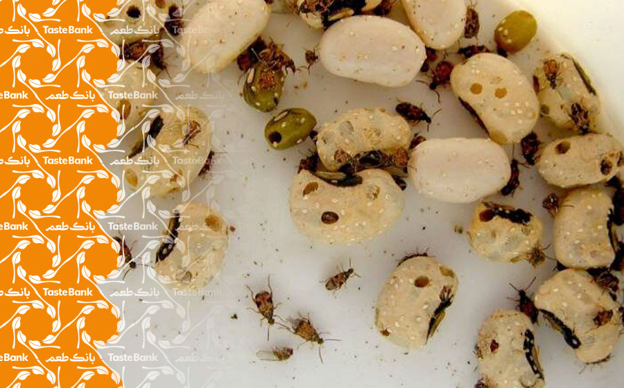 روش دفع حشرات موجود در حبوبات 