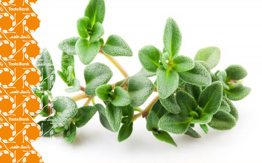 مشخصات و خواص آویشن