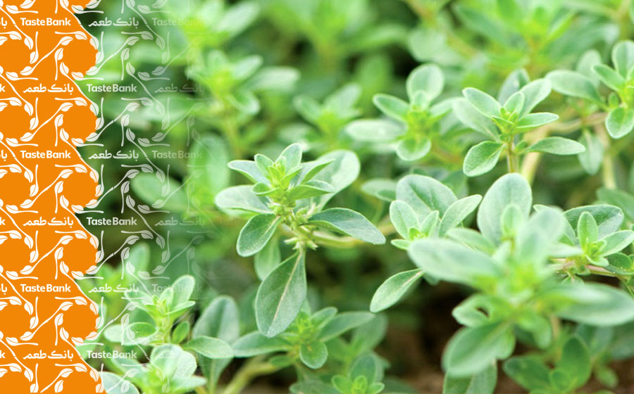 بهبود سلامتی با آویشن