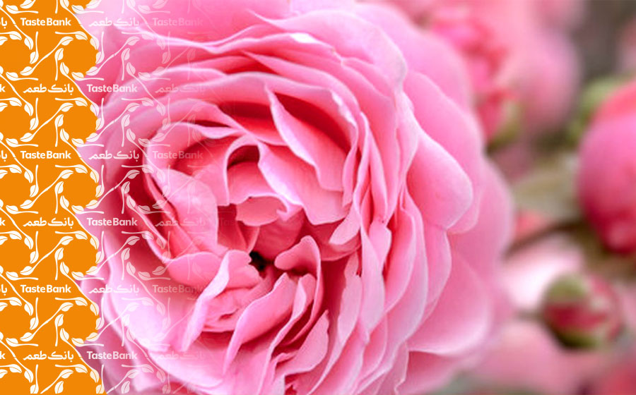 مصرف گلاب برای سلامتی