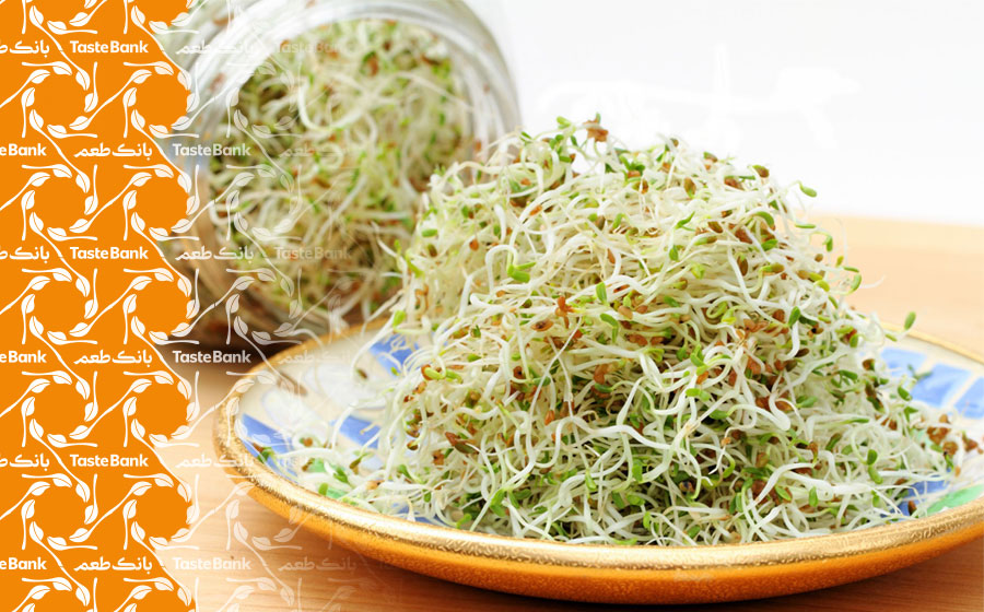 جوانه حبوبات