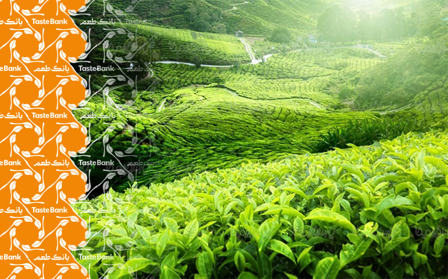 مزرعه کاشت چای