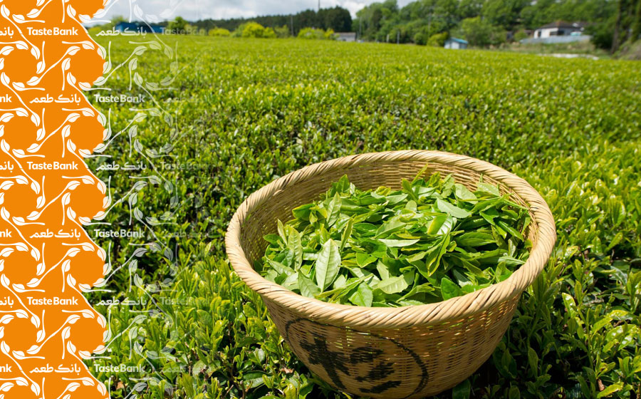 تشخیص چای بهاره اصل