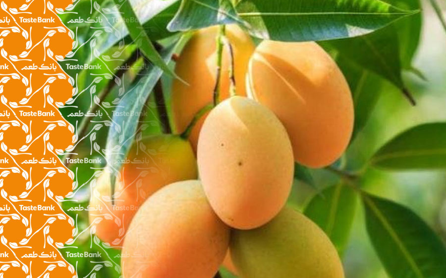 استفاده از خواص برگ انبه