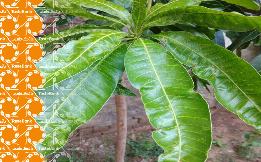 برگ انبه برای سلامتی