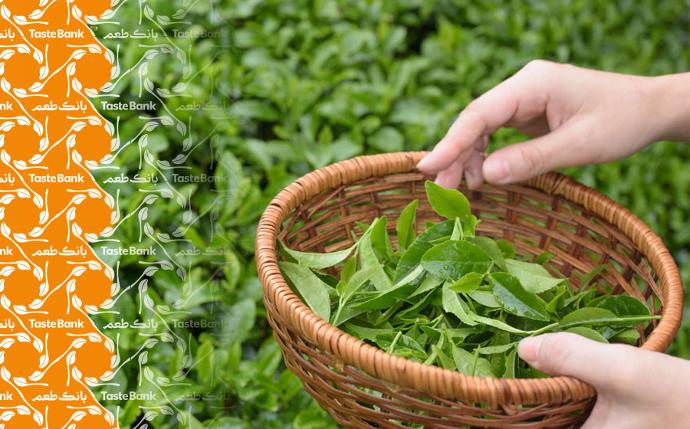 چای اصیل ایرانی