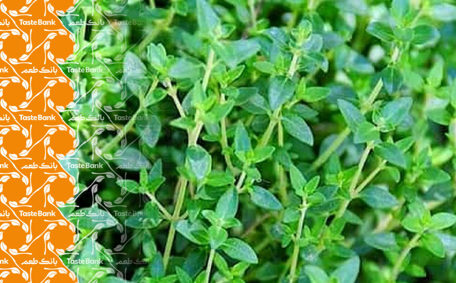 خواص مصرف آویشن