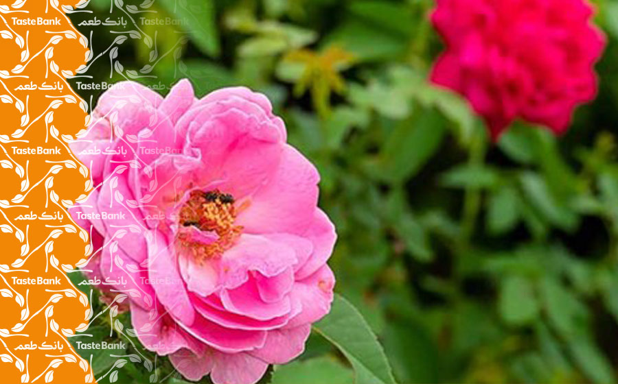 روش تهیه گلاب