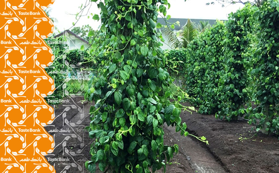 پرورش فلفل سیاه