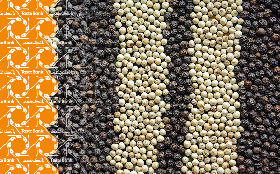 آموزش کاشت فلفل سیاه