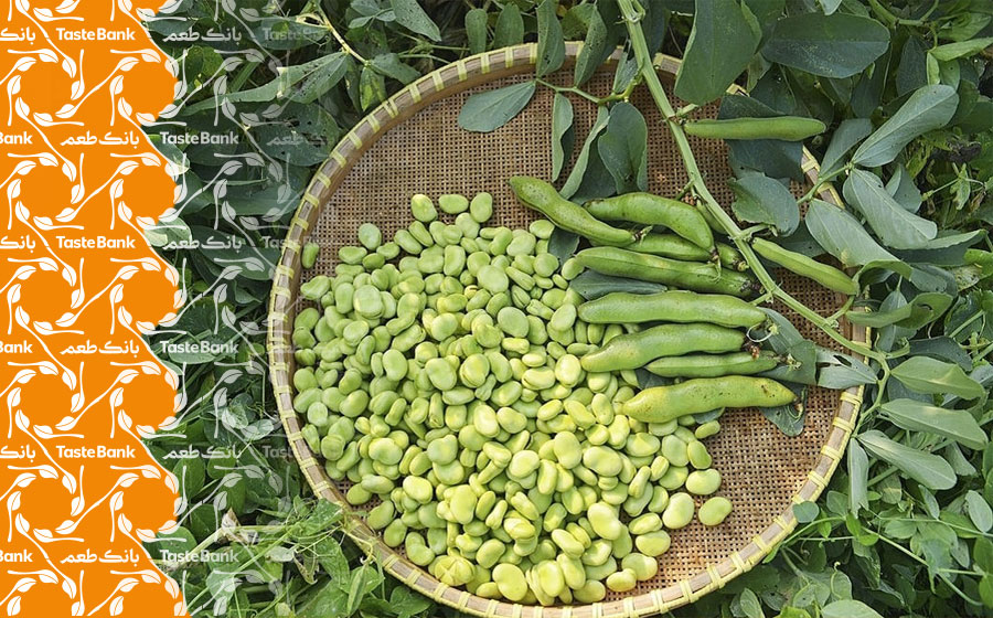 مصرف باقلا سبز