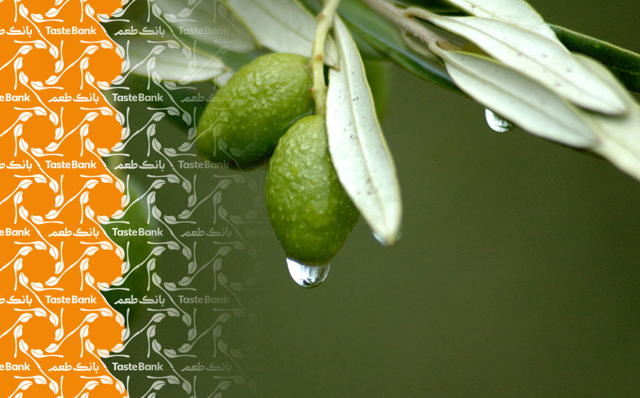 مهم‌ترین فواید چای برگ زیتون