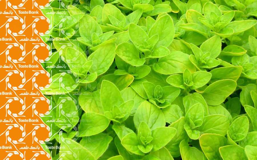 خواص شنبلیله