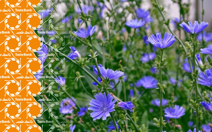 مصرف عرق گیاهی در دوران بارداری