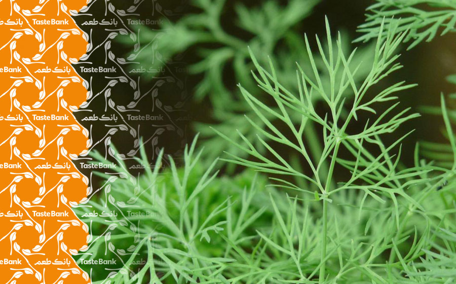 خواص و مضرات شوید