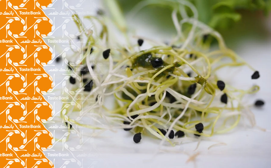 جوانی با جوانه حبوبات