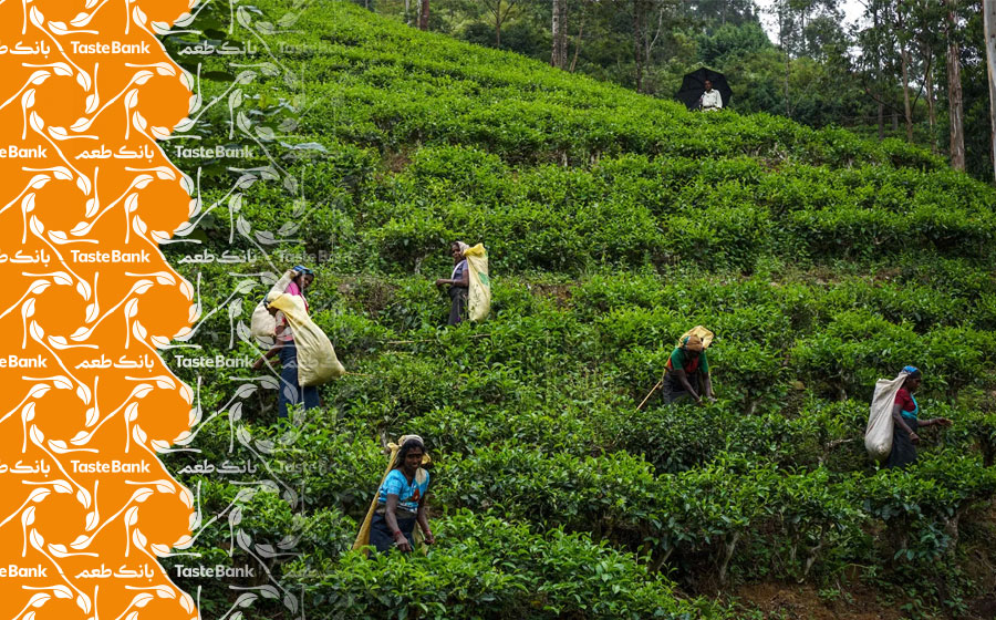 چای سیلان درحال کشت