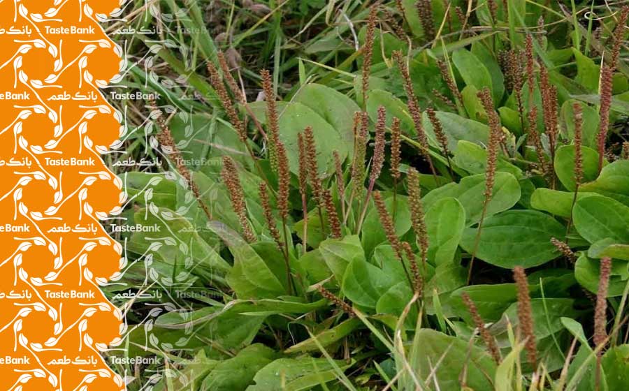 طریقه شستن بارهنگ