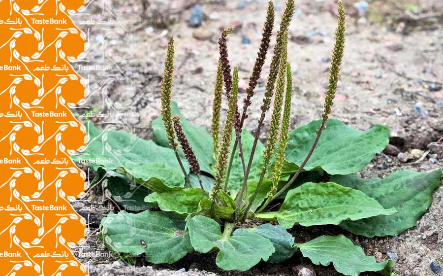 طریقه مصرف بارهنگ