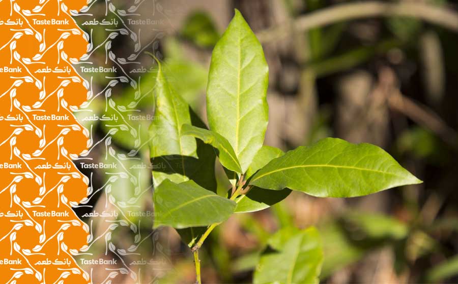 ریشه برگ بو