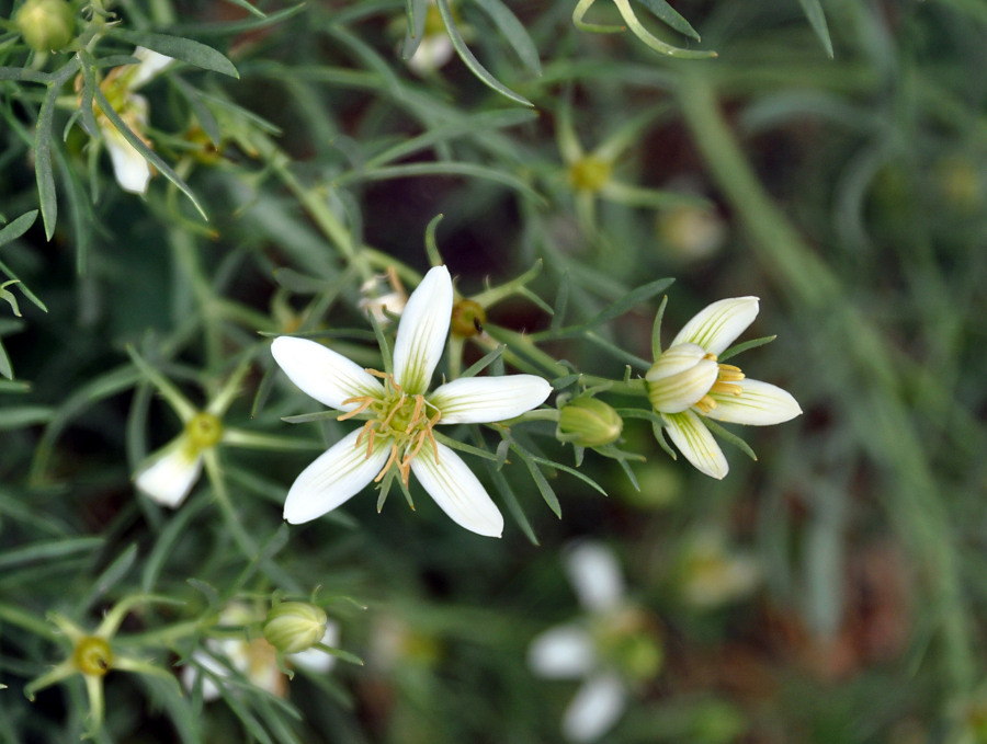 خواص درمانی اسپند